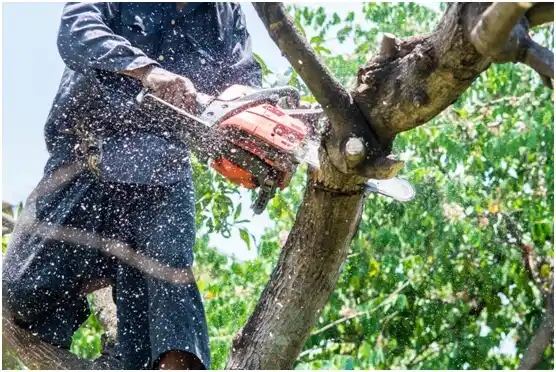 tree services Cedar City